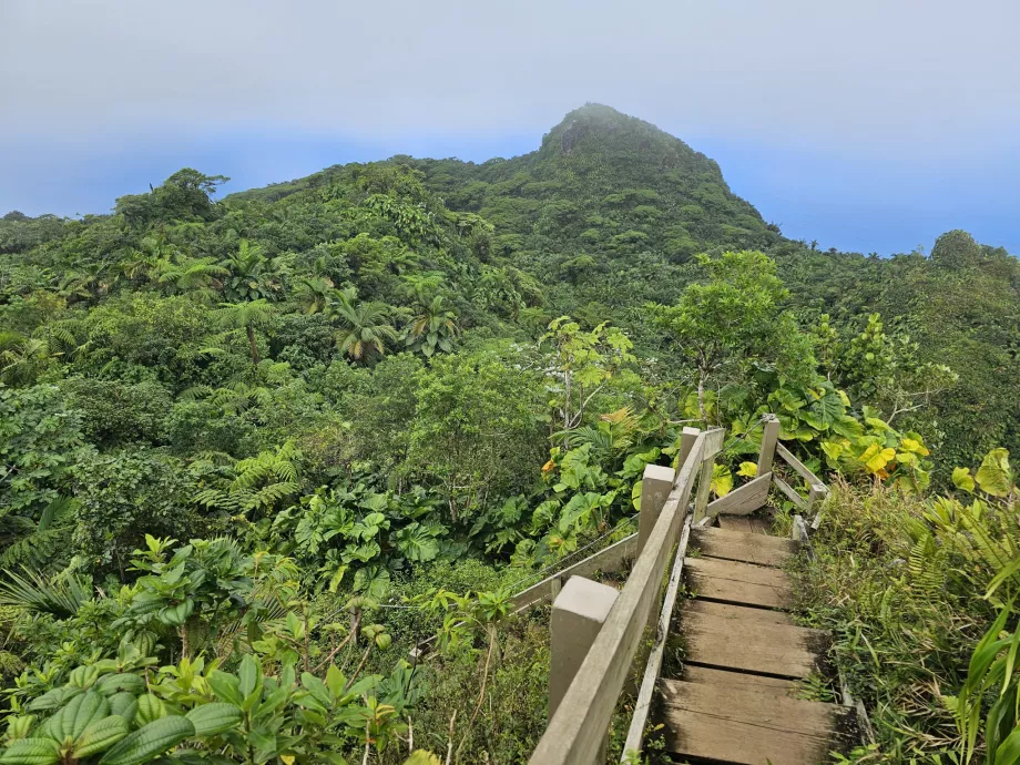 Mount Scenery-leden
