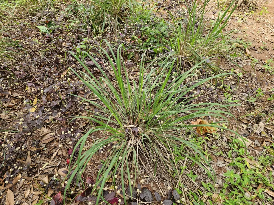 Citrongräs