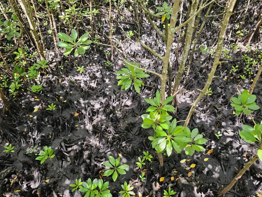 Jozani skog, mangrove