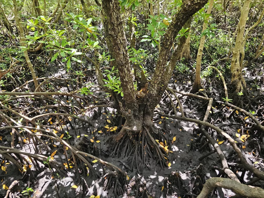 Jozani skog, mangrove