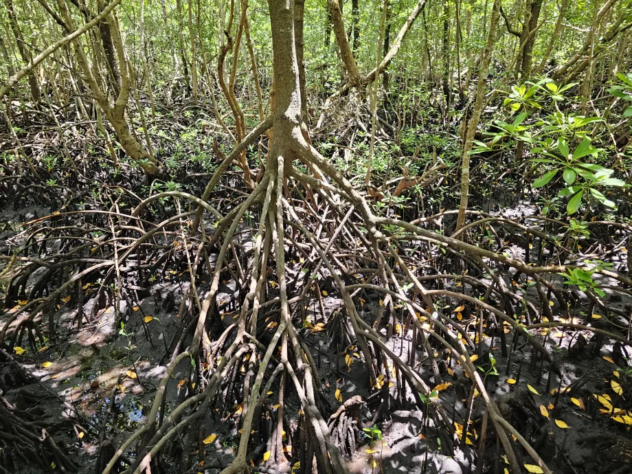 Jozani skog, mangrove