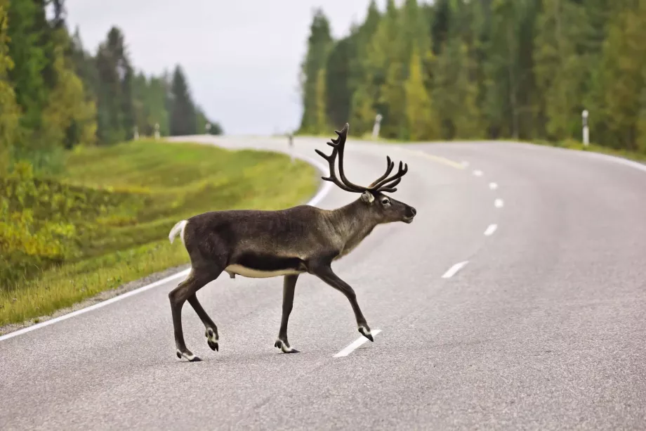 Renar på andra sidan vägen