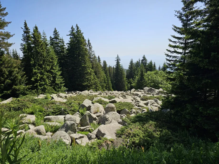 Skogar på sluttningarna av Vitosha