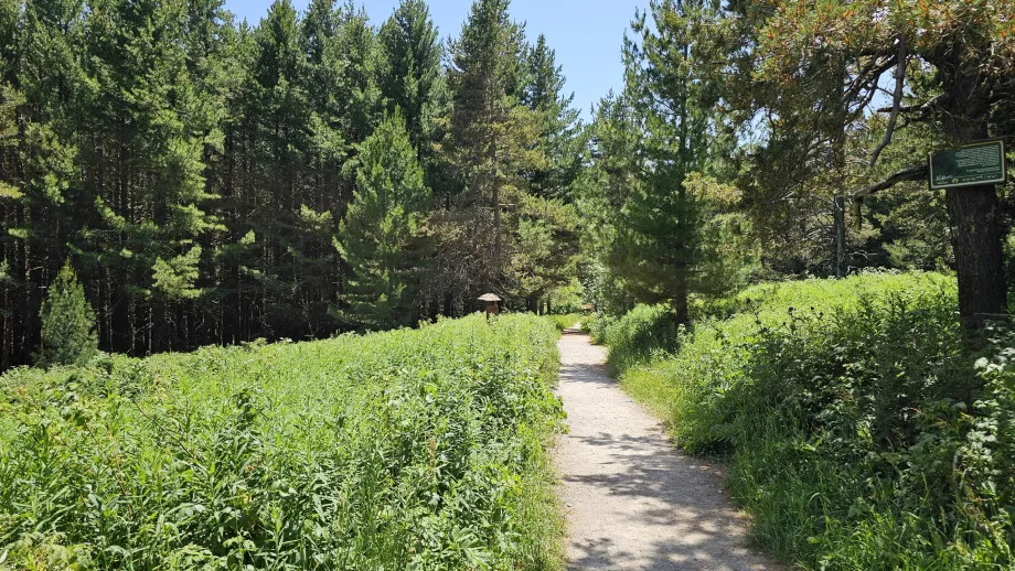 Skogar i de lägre höjderna av Vitosha Mountains