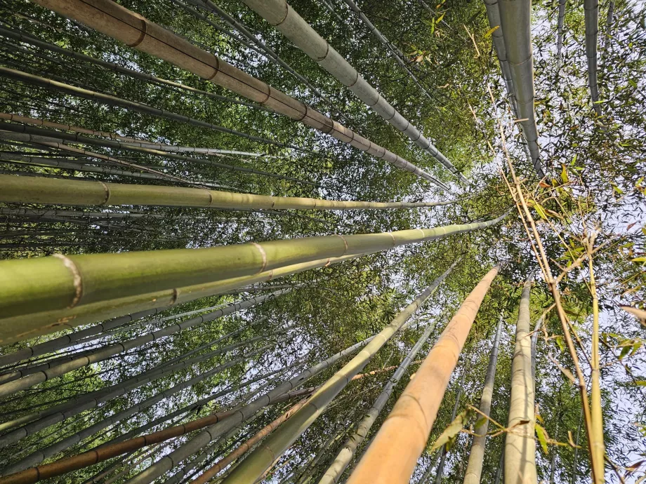 Bambuskog