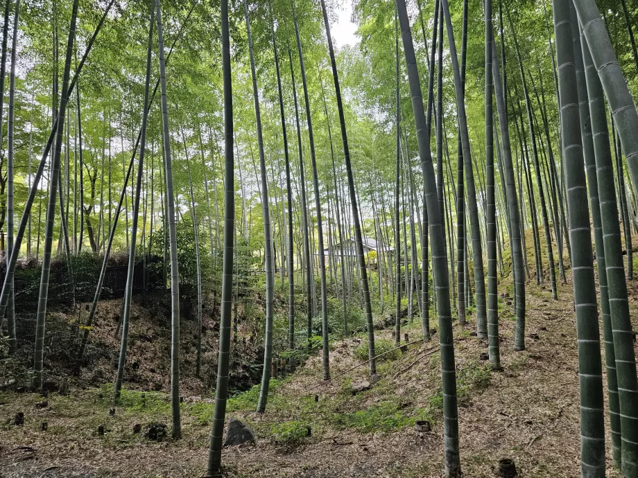 Bambuskog