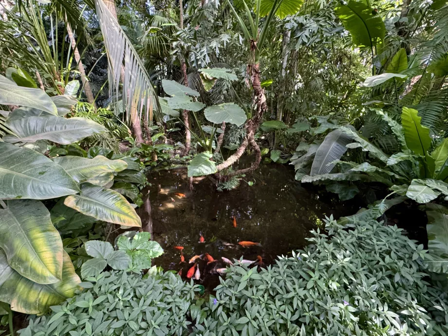 Exotiska palmer och Koi-karp