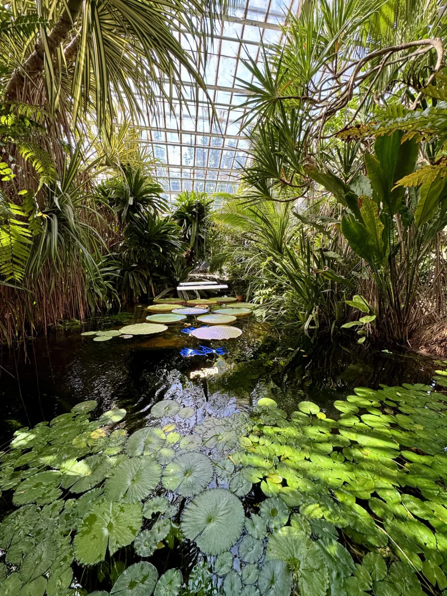 Damm i Palmhuset