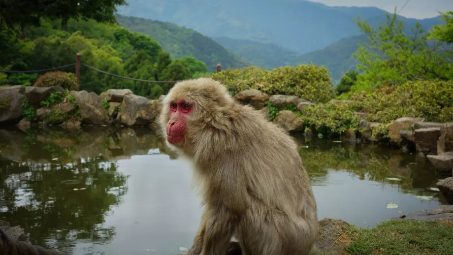 Arashiyama apa park