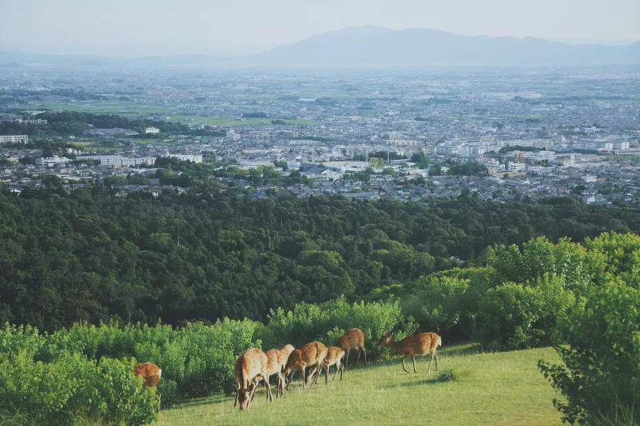 Utsikt från Nara Park