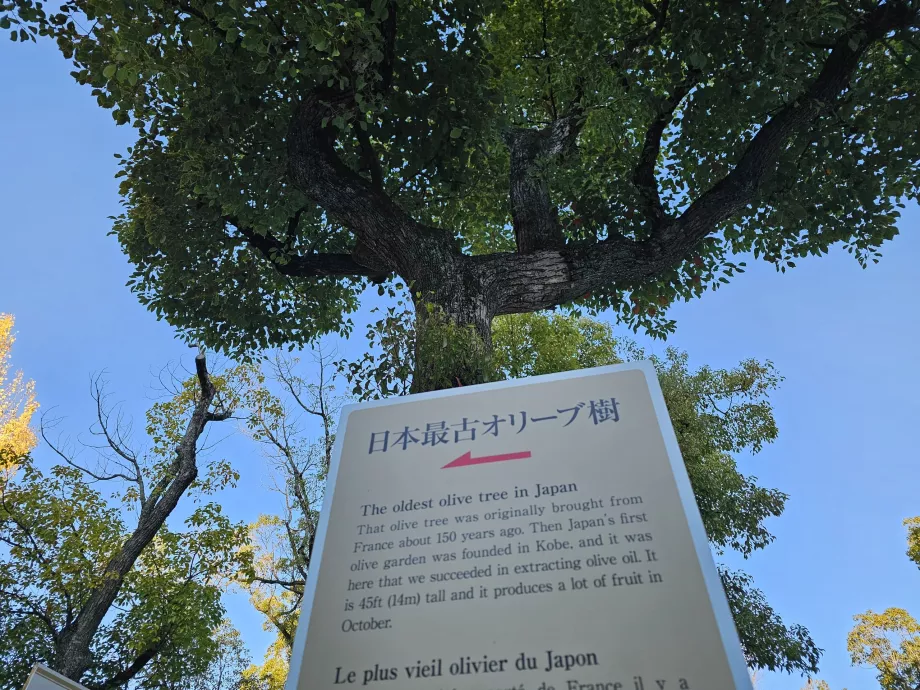 Minatogawa Shrine, det äldsta olivträdet i Japan