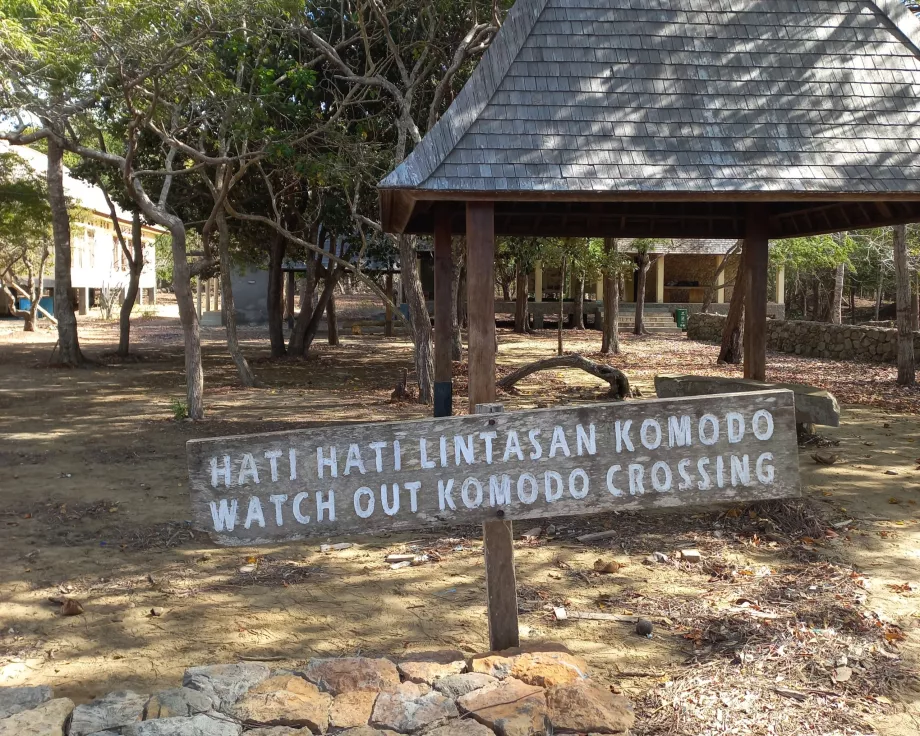 Uppmärksamhet, Varanus Komodoöarna, Indonesien