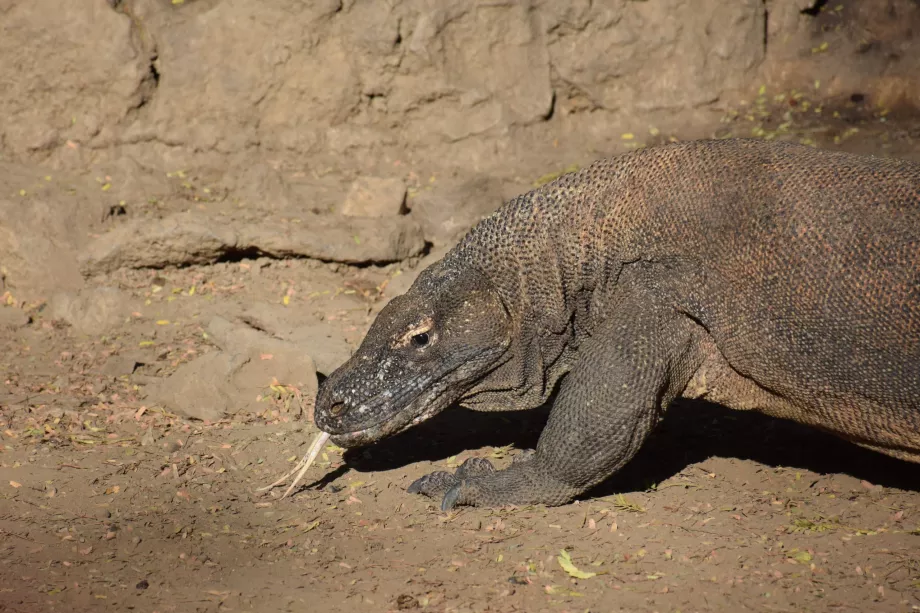 Komodovaran, Komodo-öarna, Indonesien