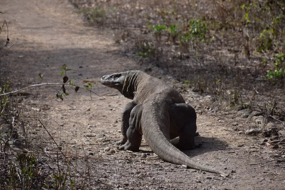 Varan komodo, Komodoöarna, Indonesien