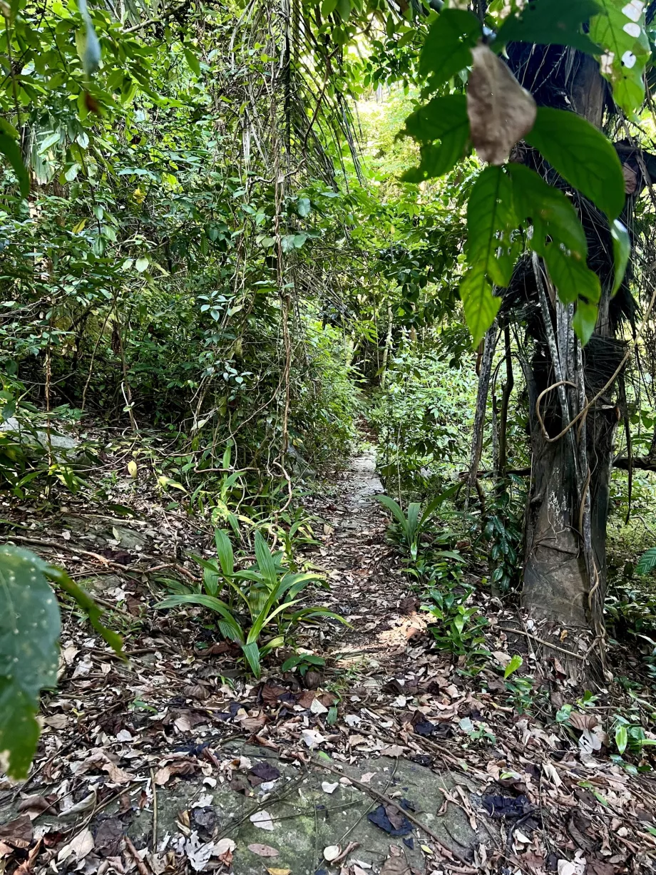 Paya-trekking till Genting, Tioman