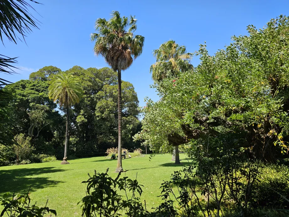 Kungliga botaniska trädgården