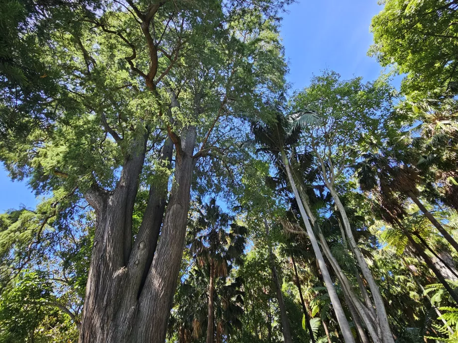 Kungliga botaniska trädgården