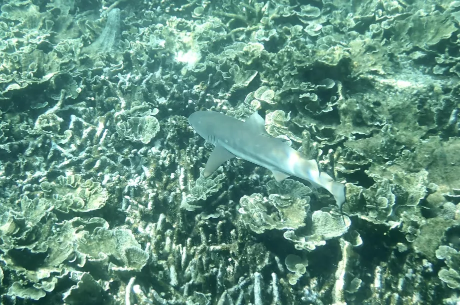 Snorkling på Tioman och en haj