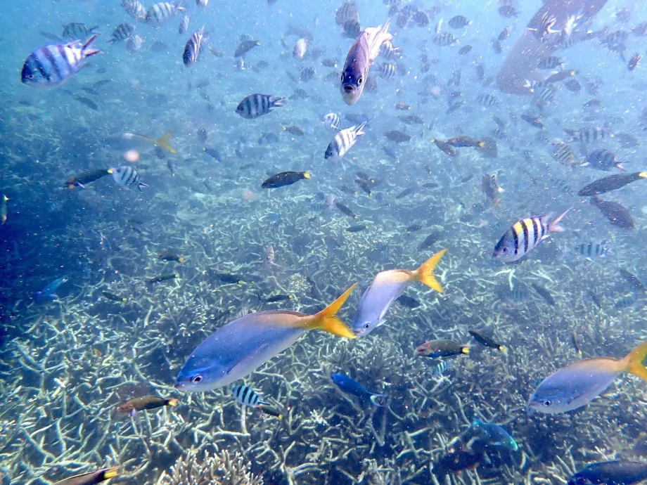 Snorkling på Tioman och fisk