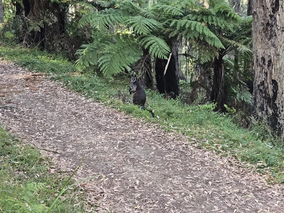 Skogskänguru