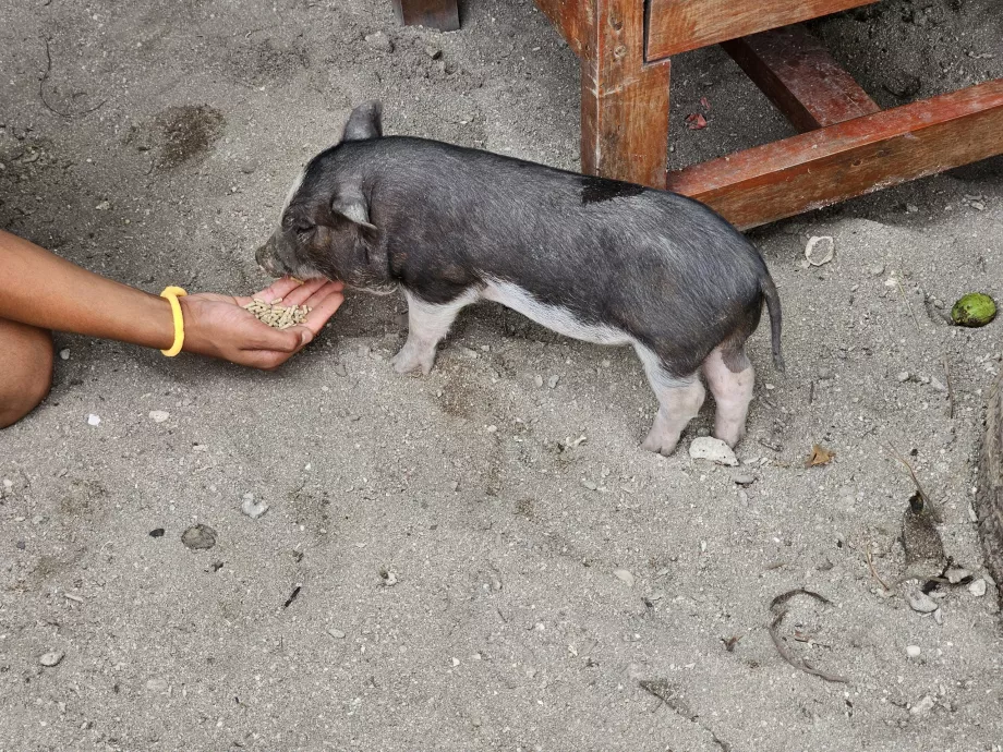 Utfodring av grisarna på Pig Island