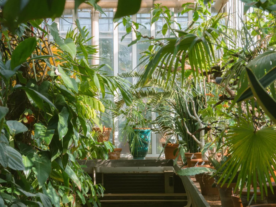 Inne i Palmhuset
